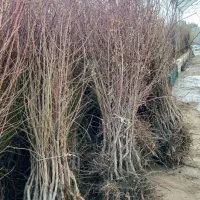 ـ فروش بـادام تونو|خدمات باغبانی و درختکاری|نیشابور, شهرک اندیشه|دیوار