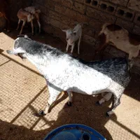 نری هم برای داشت و هم برای مال