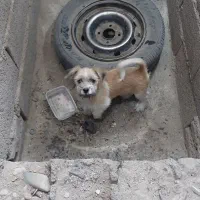 سگ پا کوتا معاوضه باسهره بخون