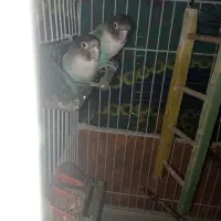 یک طوطی برزیلی کاربونی