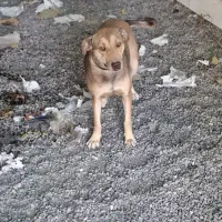 سگ نگهبان ماده