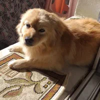 میکس اشپیتز تربیت شده