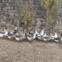 پانزده عدد غاز محلی