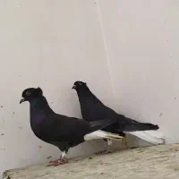 راغ دم سفید