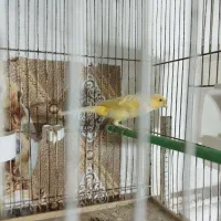 پرنده|پرنده|فراشبند, |دیوار