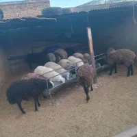 گوسفند بره نر