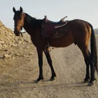 اسب نریان ۷ساله