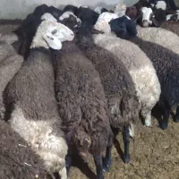 بره نر پای پروار