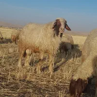 ورن سنجابی اصیل|حیوانات مزرعه|ماهیدشت, |دیوار