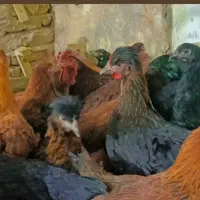 مرغ نامبروان کلی و جزئی