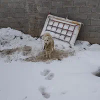 پاکوتاه