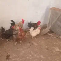 خروس و مرغ تخم گذار سن یه سال و۸ماه