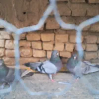 کبوتر اصفانی|پرنده|اصفهان, ستار|دیوار