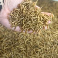 کرم میلورم خشک با بهترین کیفیت