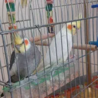 عروس هلندی