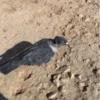 کبوتر موشی طوق سفید ماده سرور ماده