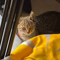 بچه گربه پسر ۴ ماهه خوشگل و مهربون