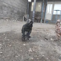 ۱۲عدد مرغ و خروس لهستانی کاکلی و پرپا|حیوانات مزرعه|قلقل رود, |دیوار