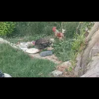 خروس بو قعلمون