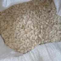 تخمه کدو|حراج|آباده, |دیوار