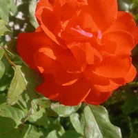 درسلماس گمشده