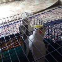 طوطی عروس|پرنده|رباط‌کریم, کیکاور|دیوار
