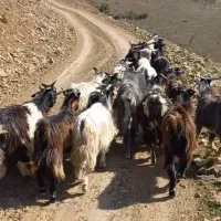 فروش بز و گوسفند
