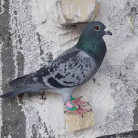 کبوتر بی بوم|پرنده|گناباد, |دیوار