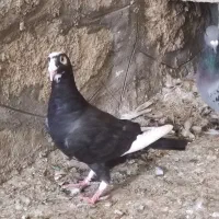 3 عدد کفتر|پرنده|چناران, |دیوار