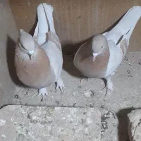 یه جفت تهرانی|پرنده|دماوند, دماوند|دیوار