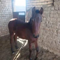 اسب کره ارسلان|اسب و تجهیزات اسب‌سواری|قم, نیروگاه|دیوار