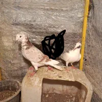 پرنده کبوتر