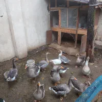 فروش غاز