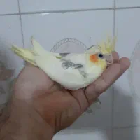 جوجه عروس دوکت لوتینو|پرنده|ساری, |دیوار