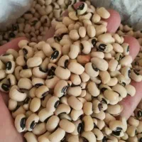 فروش حبوبات تازه و ارزان  و برنج کامفیروزی و خرده|خوردنی و آشامیدنی|شیراز, شهرک ولیعصر|دیوار