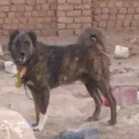 سگ نر