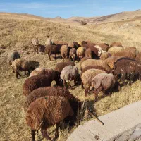 گوسفندا نر  درجه یک باب داشت