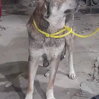 سگ عراقی اصل ۳ساله