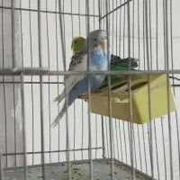 پرندگان|پرنده|تهران, جنتآباد مرکزی|دیوار