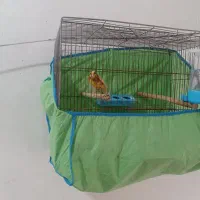 قناری نر ابلق پرتقالی|پرنده|آمل, |دیوار