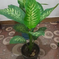 گل دیفن باخیا|گل و گیاه طبیعی|رضوانشهر, |دیوار