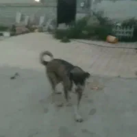 سگ ماده عراقی