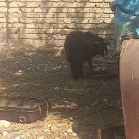 دو عدد بره نر سرحال و خوب و یک کهره نره روزگاری