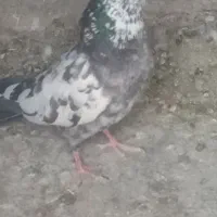 کبوتر پرشی