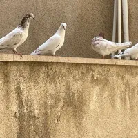 فروش کفتر جوان|پرنده|تهران, شهران شمالی|دیوار