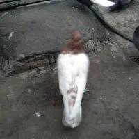 صید|پرنده|مشهد, رسالت|دیوار