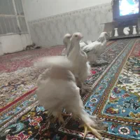 جوجه برهما ۳ ماه|حیوانات مزرعه|مشهد, علی آباد|دیوار