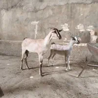 بز صلاله عمانی|حیوانات مزرعه|مشهد, امین آباد|دیوار