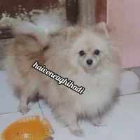 سک یامر|سگ|بندرعباس, |دیوار