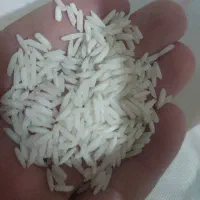 فروش عمده برنج شمال قیمت رقابتی|خوردنی و آشامیدنی|قم, شاه ابراهیم|دیوار